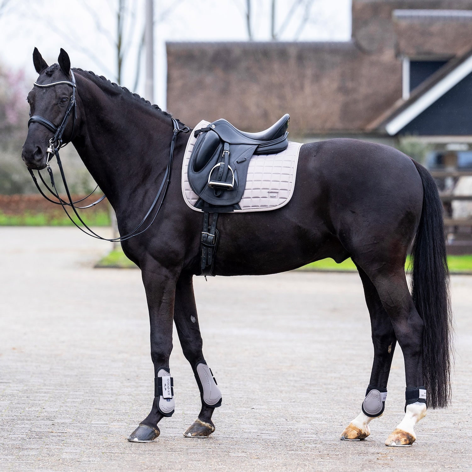 Die Dressurschabracke HVPDewi von HV Polo sieht auf einem Rappen, einem schwarzen Pferd sehr elegant aus. Durch das Tageslicht schimmert die glänzende Satin-Oberfläche fast silbern. Zu dunklen Pferden bildet diese einen schönen Farbkontrast. Die kurze D-Ring Befestigung und das Verriegelungssystem der Gurtschlaufen verhindert ein Verrutschen der Schabracke unter dem Sattel. Die Schabracke passt sich dem Pferderücken perfekt an. Ein elegantes, funktionelles Dressuroutfit für das Pferd.