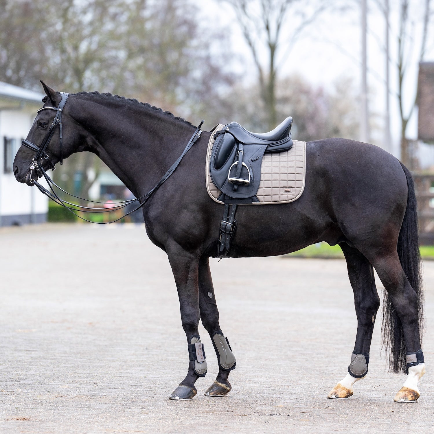 Die HV Polo Schabracke HVP Dewie Dressur in der Farbe stone liegt optimal auf dem Pferderücken. Passt perfekt zu dem schwarzen Dressurpferd mit Sattel. Der Sattel ist am oberen D-Ring befestigt. Der Sattelgurt ist durch die Gurtschlaufen mit Verriegelungssystem geführt. Die HVP Dewi Schabracke ist klassisch und edel. Die Sattelunterlage lässt sich mit dunklen Farben vielseitig kombinieren.