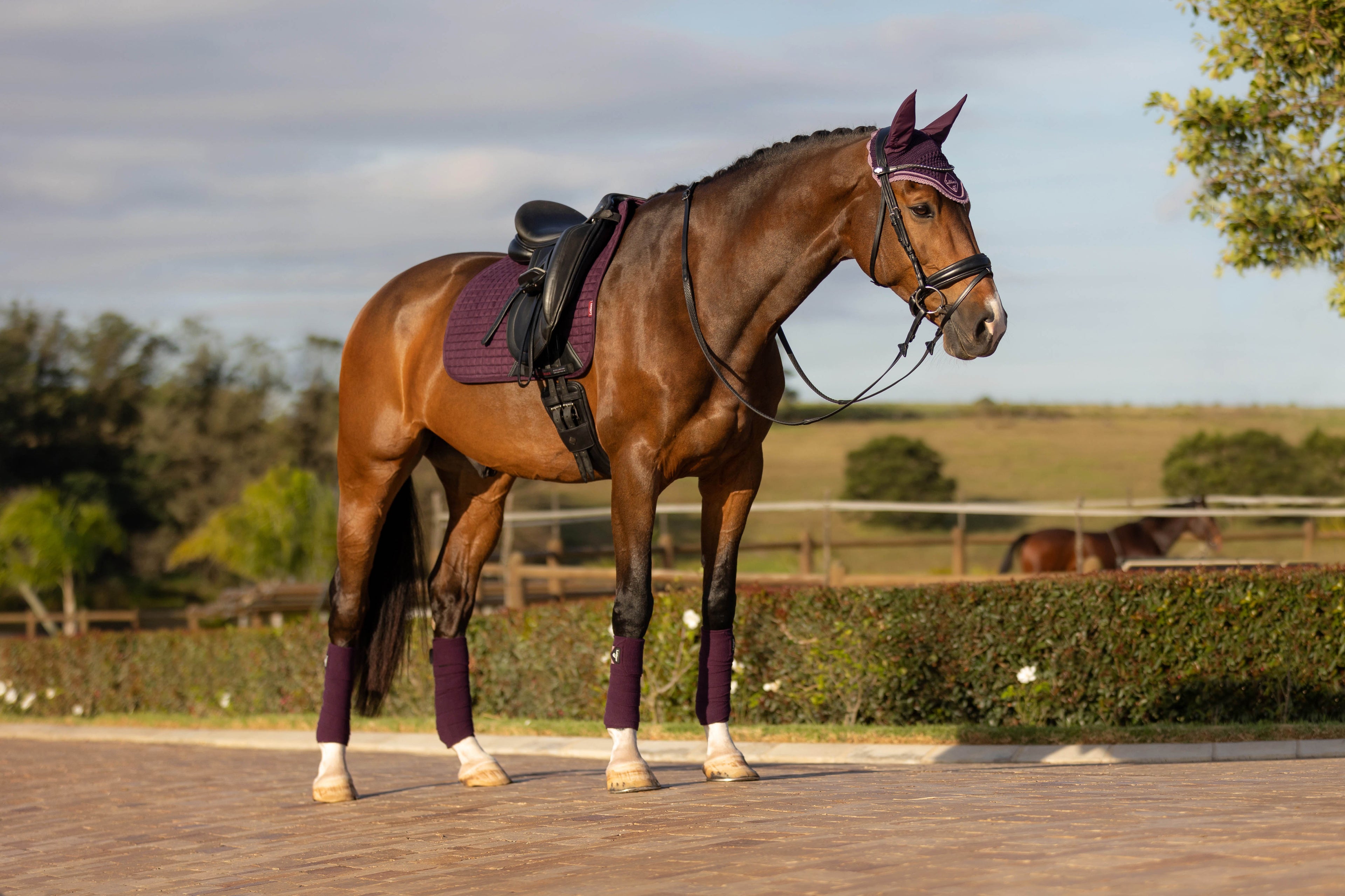 LeMieux Schabracke Luxury Suede Dressage Square fig