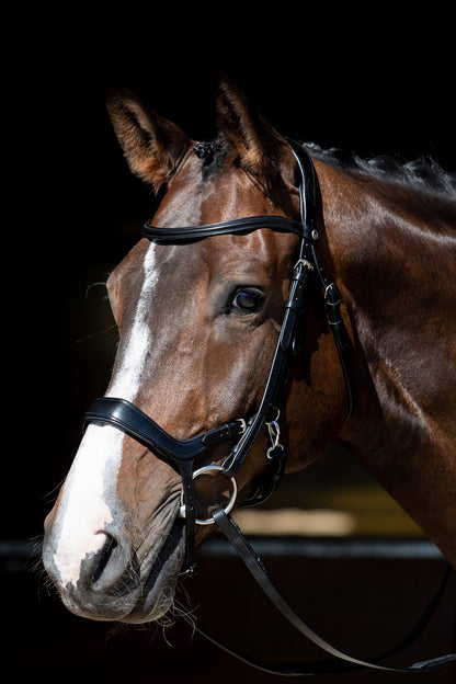 Harry’s Horse Trense Release in Schwarz korrekt verschnallt am Pferdekopf, ideal für Training und Alltag, mit pferdefreundlicher Druckverteilung und anatomischer Passform.