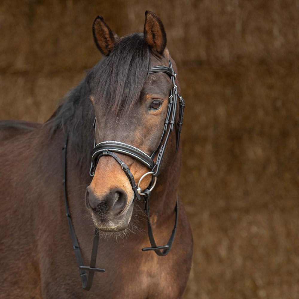 Harry’s Horse Trense Sparkle schwarz, mit Glitzer-Zierkeder am Pferd getragen, inklusive Gurtbandzügeln mit Martingalstoppern, von vorne fotografiert vor dem Stall – edle und pferdefreundliche Trense.