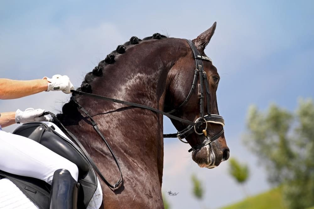 HES-Tec Quick Knot Deluxe Einflechthilfe schwarz