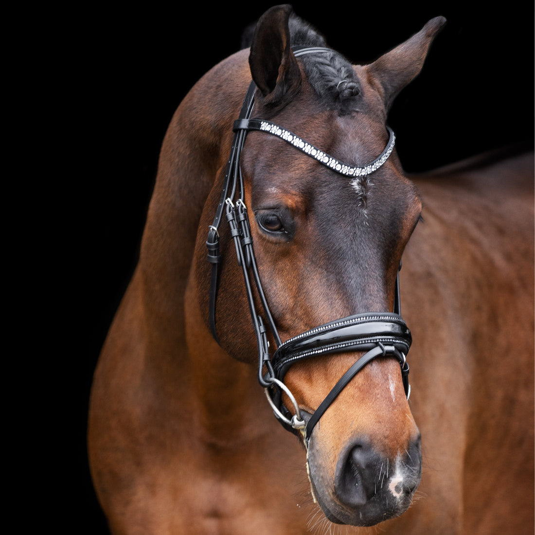 Imperial Riding IRHOlympia Trense schwarz Lack silber an einem Warmblutpferd. Die anatomische Dressurtrense ist mit Glitzer‑Zierkeder und einem schwarzen Lack-Nasenriemen ausgestattet. Die Zierkeder am Nasenriemen ist mit hellen klaren Kristallsteinen besetzt.