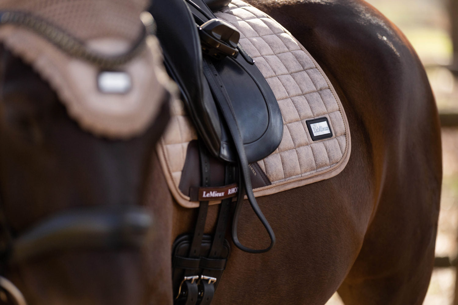 LeMieux Schabracke Rhone Dressage Square prosecco