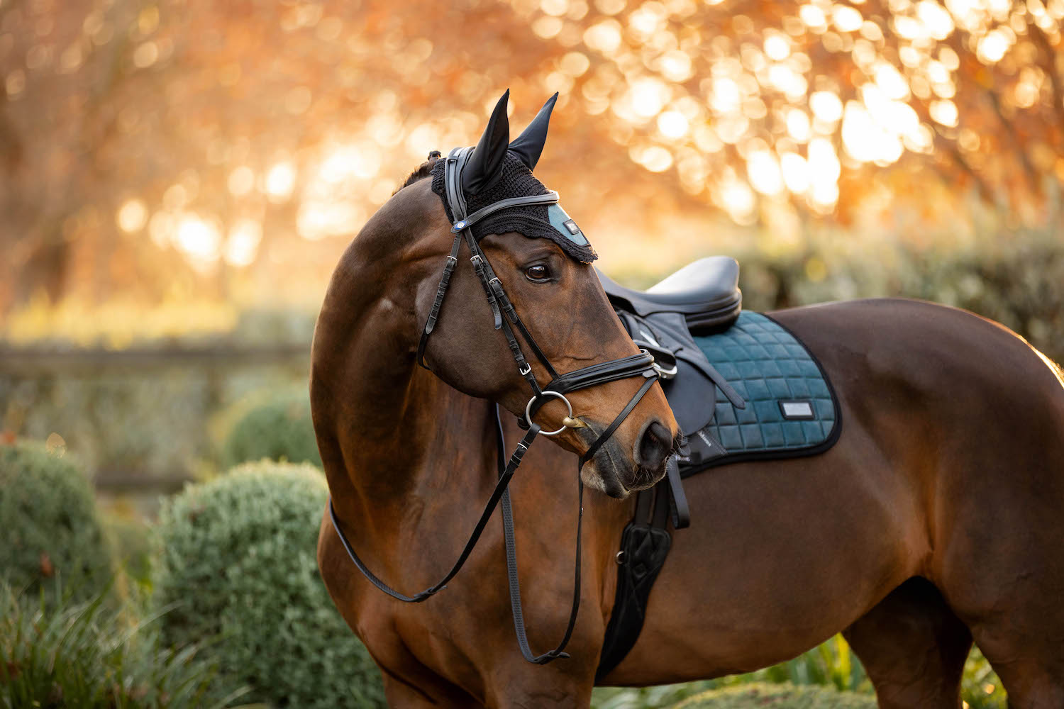 LeMieux Schabracke Rhone Dressage Square petrol