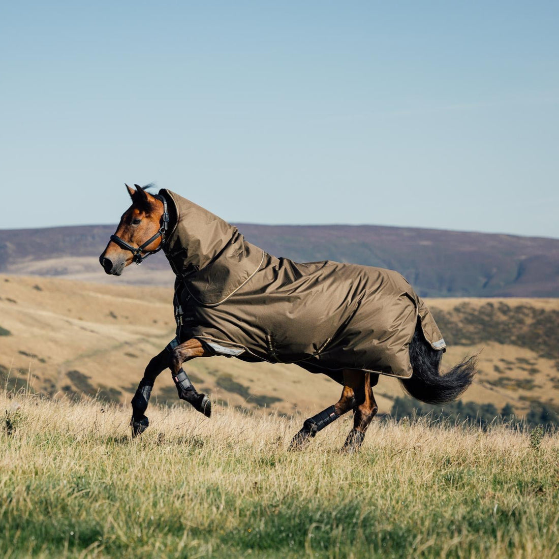 Ein braunes Pferd galoppiert über eine stoppelige Herbstwiese und trägt die LeMieux Arika Ripstop Turnout Decke in alpine einem bräunlichen Olivton. Das Pferd trägt außerdem einen gleichfarbigen Halsteil. Der Halsteil sowie die Weidedecke wirken locker. Seitlich neben dem Vorderbein, sowie rückseitig am Schweiflatz erkennt man helle Reflexionsstreifen.