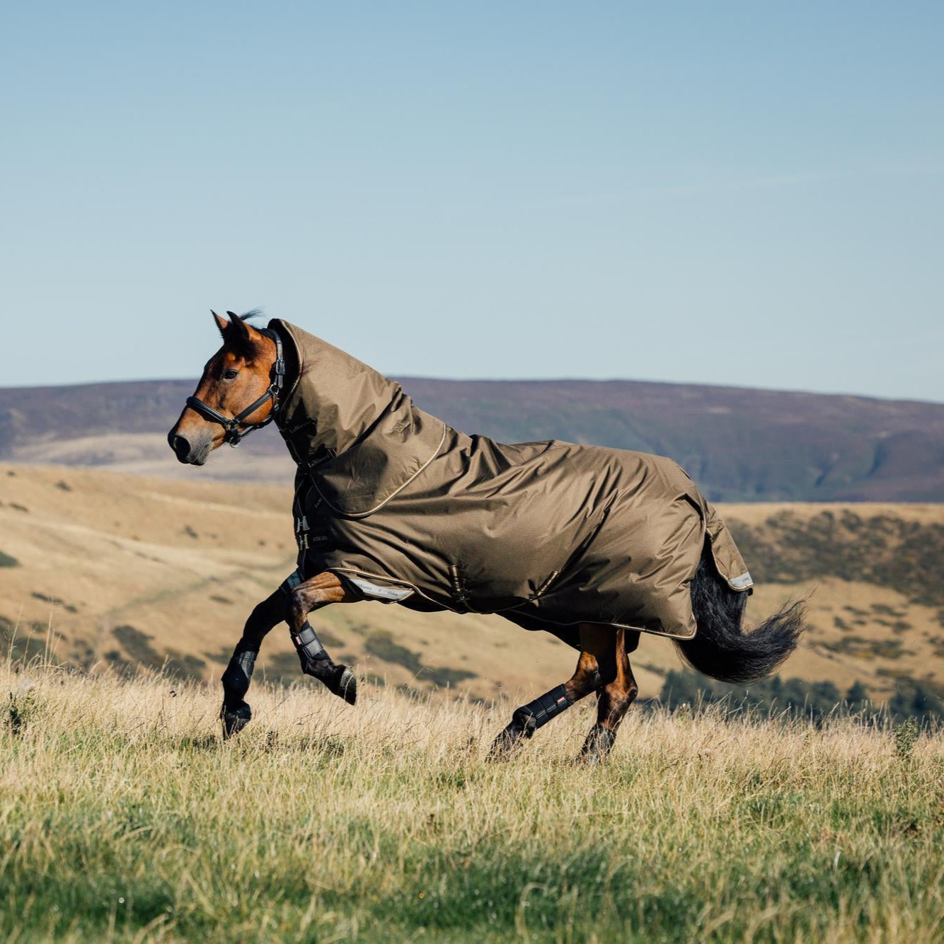Ein braunes Pferd galoppiert über eine stoppelige Herbstwiese und trägt die LeMieux Arika Ripstop Turnout Decke in alpine einem bräunlichen Olivton. Das Pferd trägt außerdem einen gleichfarbigen Halsteil. Der Halsteil sowie die Weidedecke wirken locker. Seitlich neben dem Vorderbein, sowie rückseitig am Schweiflatz erkennt man helle Reflexionsstreifen.