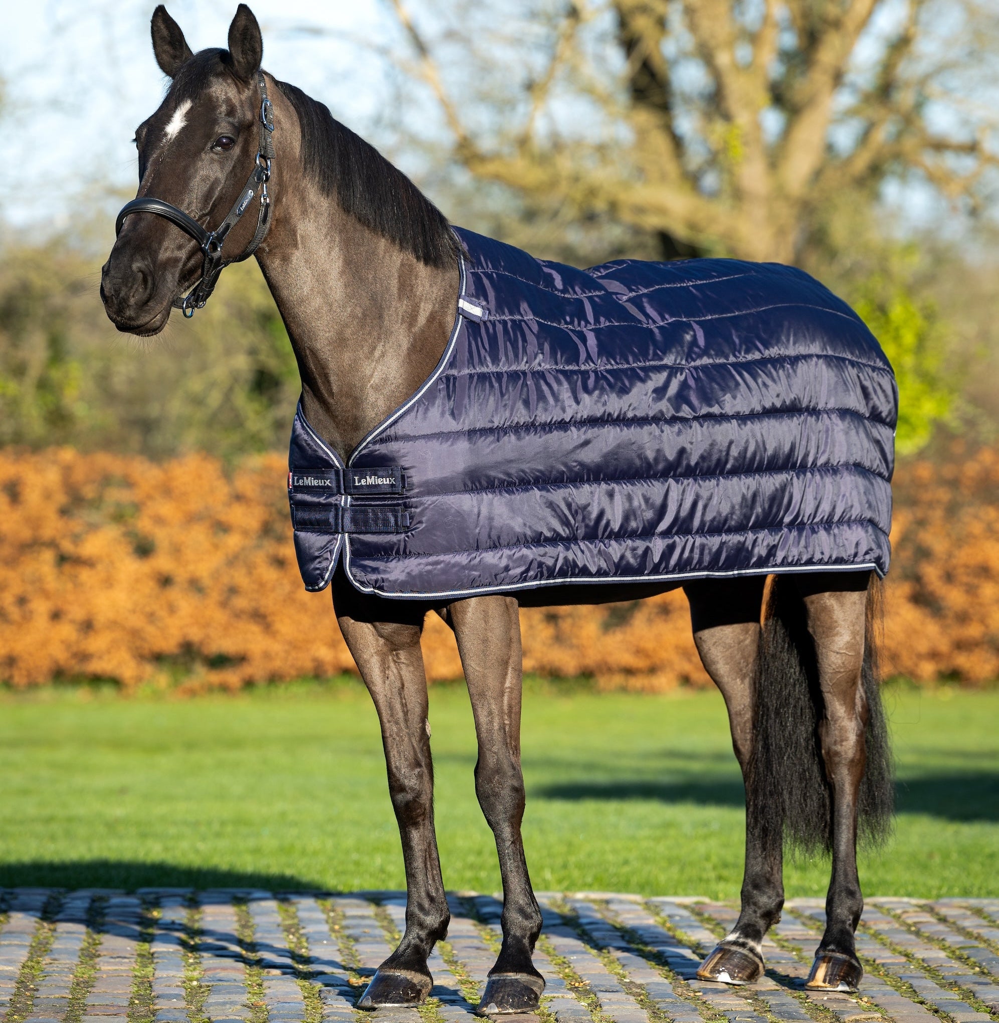 Ein braunes Pferd trägt die LeMieux Unterdecke 200 g Navy draußen im Sonnenlicht vor einem herbstlichen Hintergrund. Leichte seitliche Ansicht zeigt die glänzende, glatte Oberfläche der Decke, den sichtbaren Brustverschluss und die Kassettensteppung. Die dunkelblaue Unterdecke wird ohne Liner-System als Einzeldecke getragen und bietet extra Wärme und Komfort.