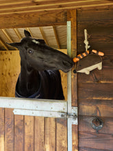 LeMieux Pferdespielzeug Igel neben der Box befestigt, mit Möhren in den elastischen Schlaufen befüllt. Pferd spielt daran, zieht die Möhren heraus – interaktives Stallspielzeug zur Beschäftigung von Pferden und Ponys, fördert Spaß und Stressabbau