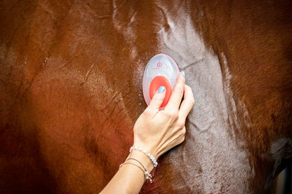 Imperial Riding IRHStar Care Waschbürste zum Befüllen mit Shampoo und Wasser