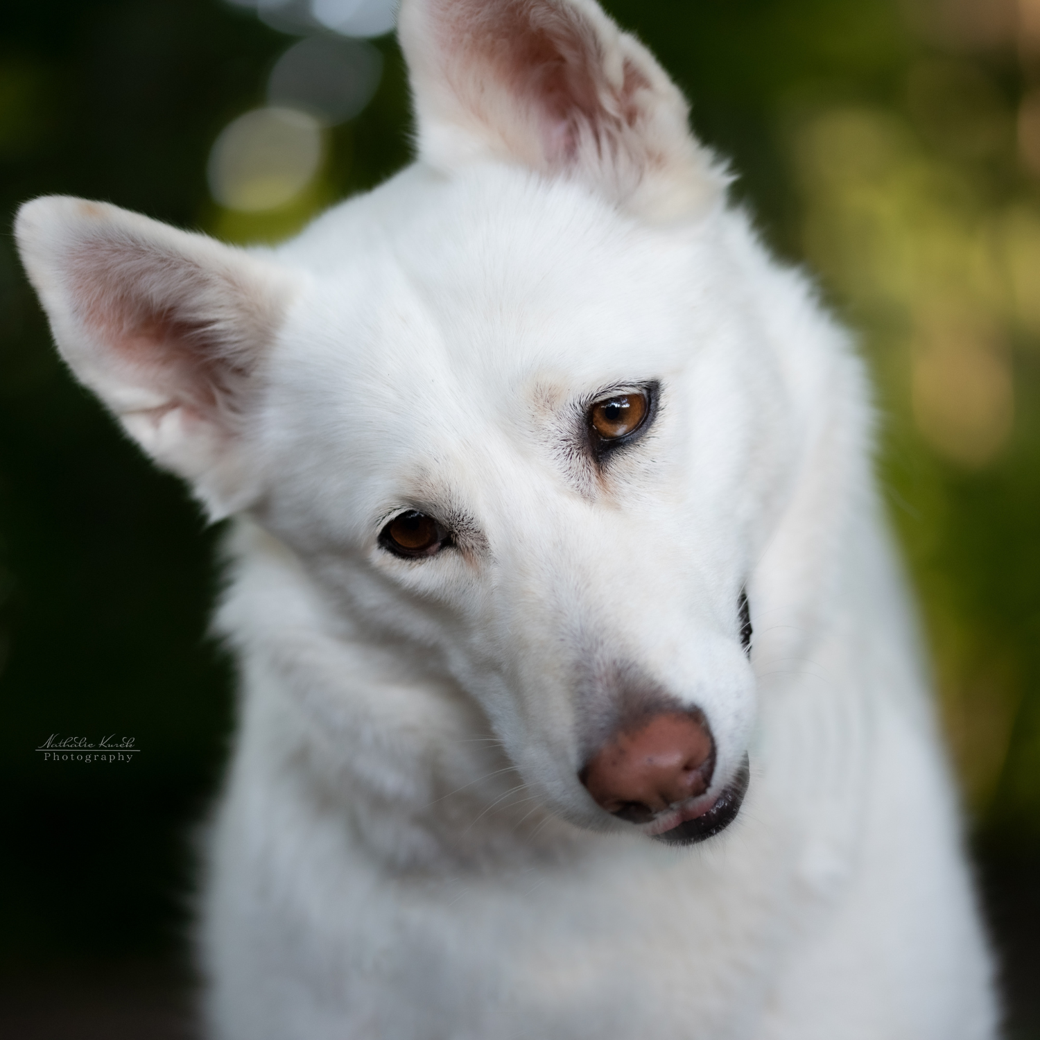 Keralit Tiershampoo Konzentrat Schimmelschwarz für Pferde Hunde und Tiere mit hellem Fell