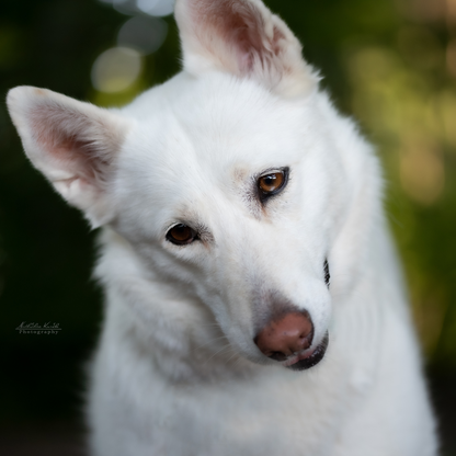 Keralit Tiershampoo Konzentrat Schimmelschwarz für Pferde Hunde und Tiere mit hellem Fell