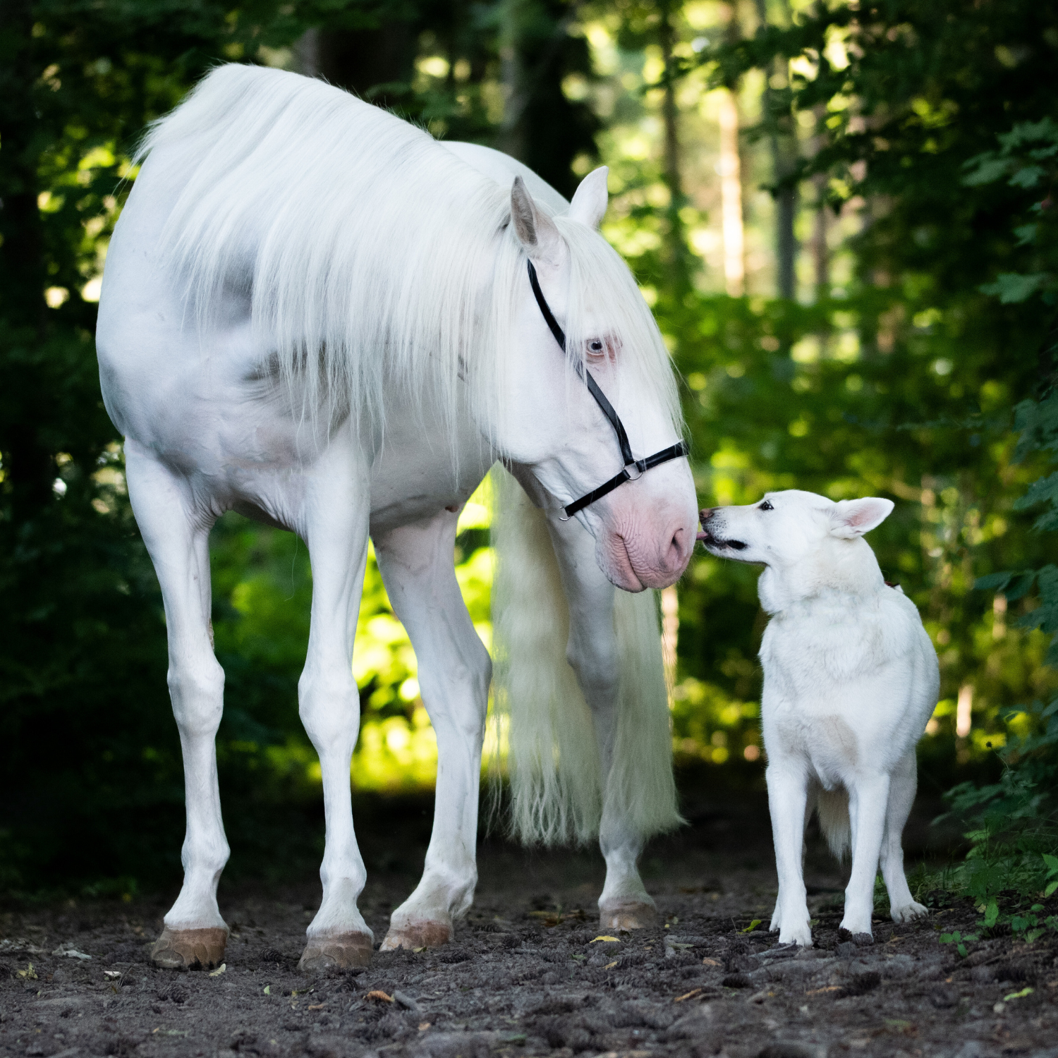 Keralit Tiershampoo Konzentrat Schimmelschwarz für Pferde Hunde und Tiere mit hellem Fell