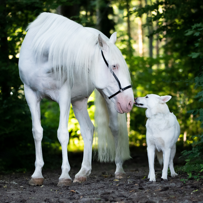 Keralit Tiershampoo Konzentrat Schimmelschwarz für Pferde Hunde und Tiere mit hellem Fell