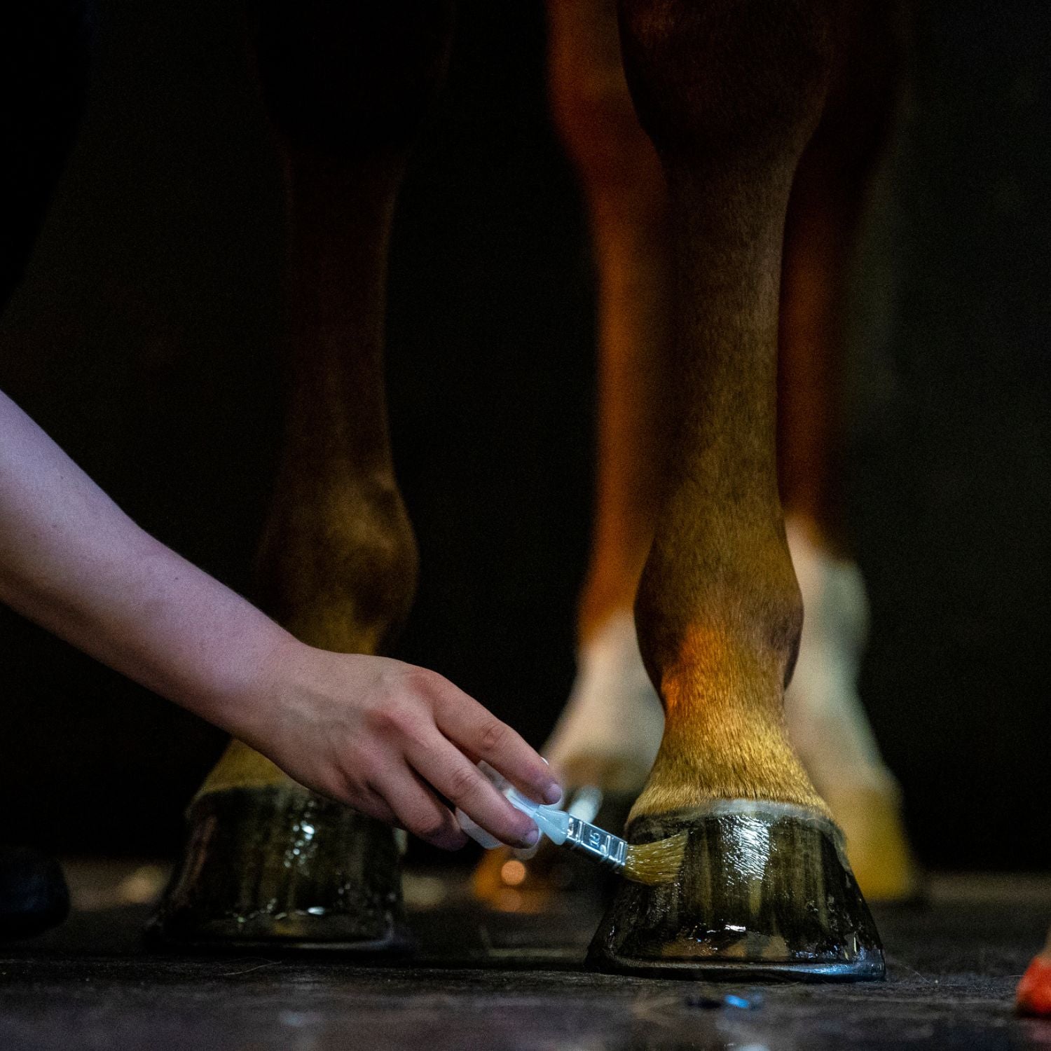 Kevin Bacon’s Liquid Hoof Dressing Lorbeeröl zur Hufpflege