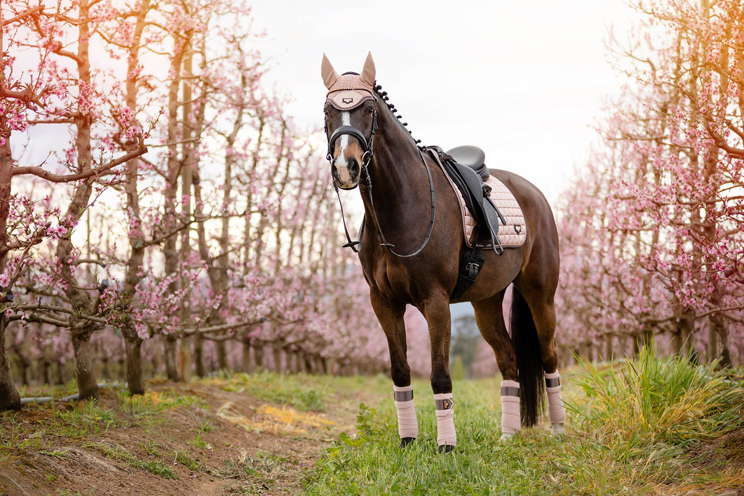 LeMieux Schabracke Loire Classic Satin Dressage Square rosé