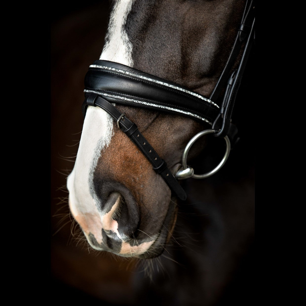 SD Design Bridle Celebrity black with crystal rocks decorative piping