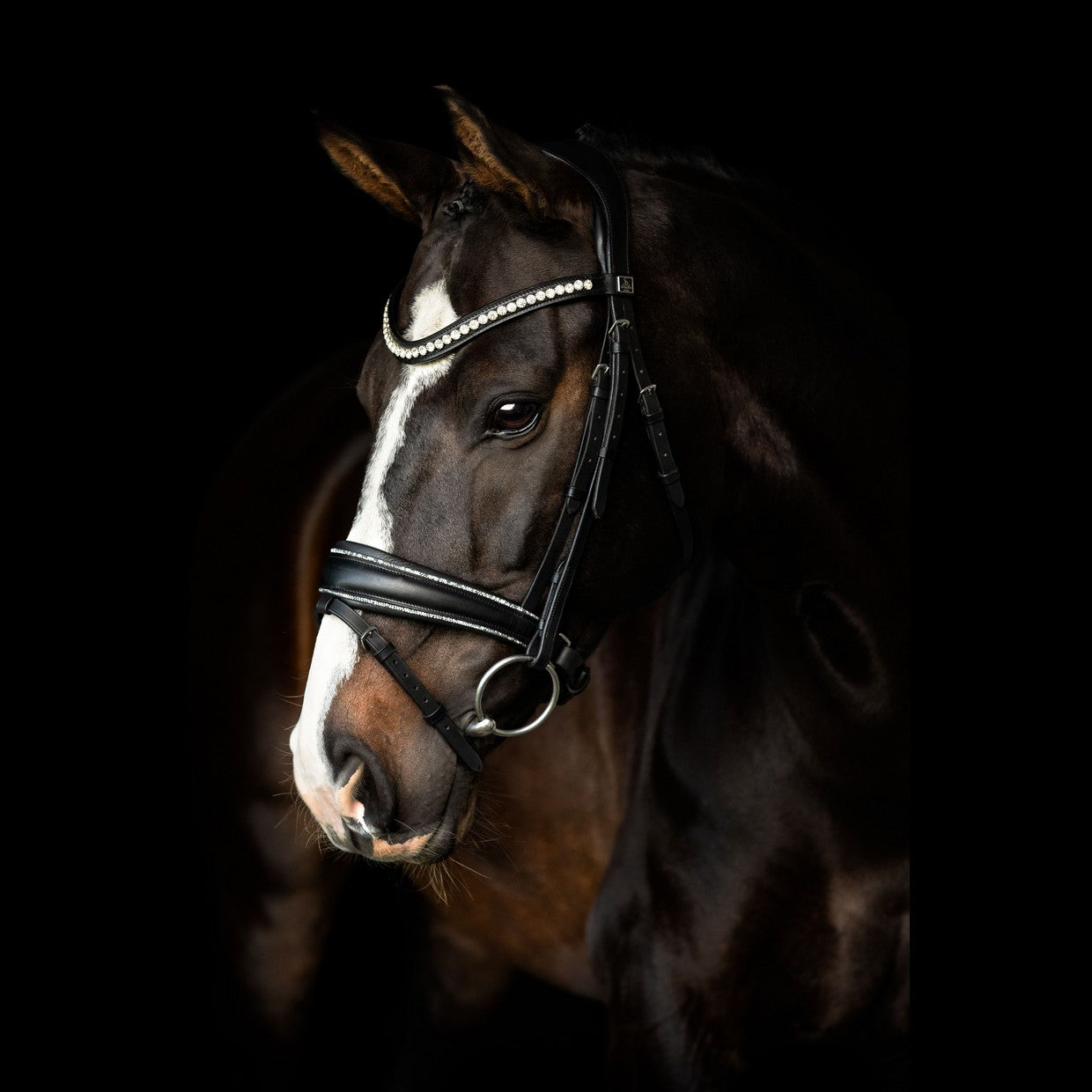 SD Design Bridle Celebrity black with crystal rocks decorative piping