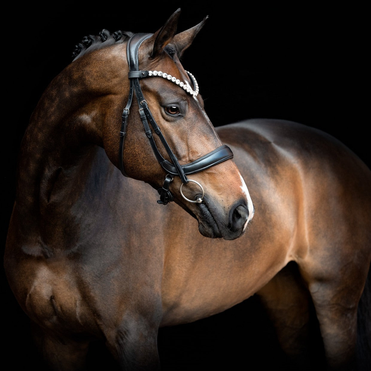 SD Design noseband anatomical without flash strap black