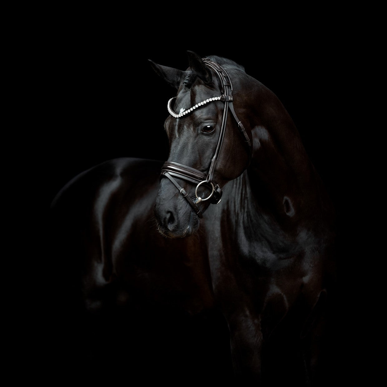 SD Design Trense Zhivago rundgenäht schwarz Lack