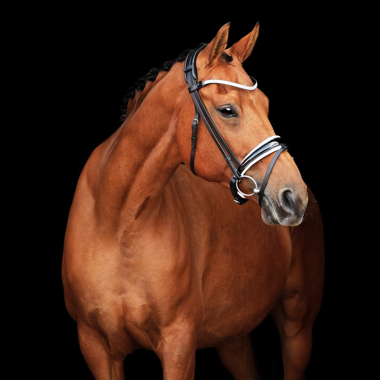 SD Design Bridle Cornetto black lacquer with white lining