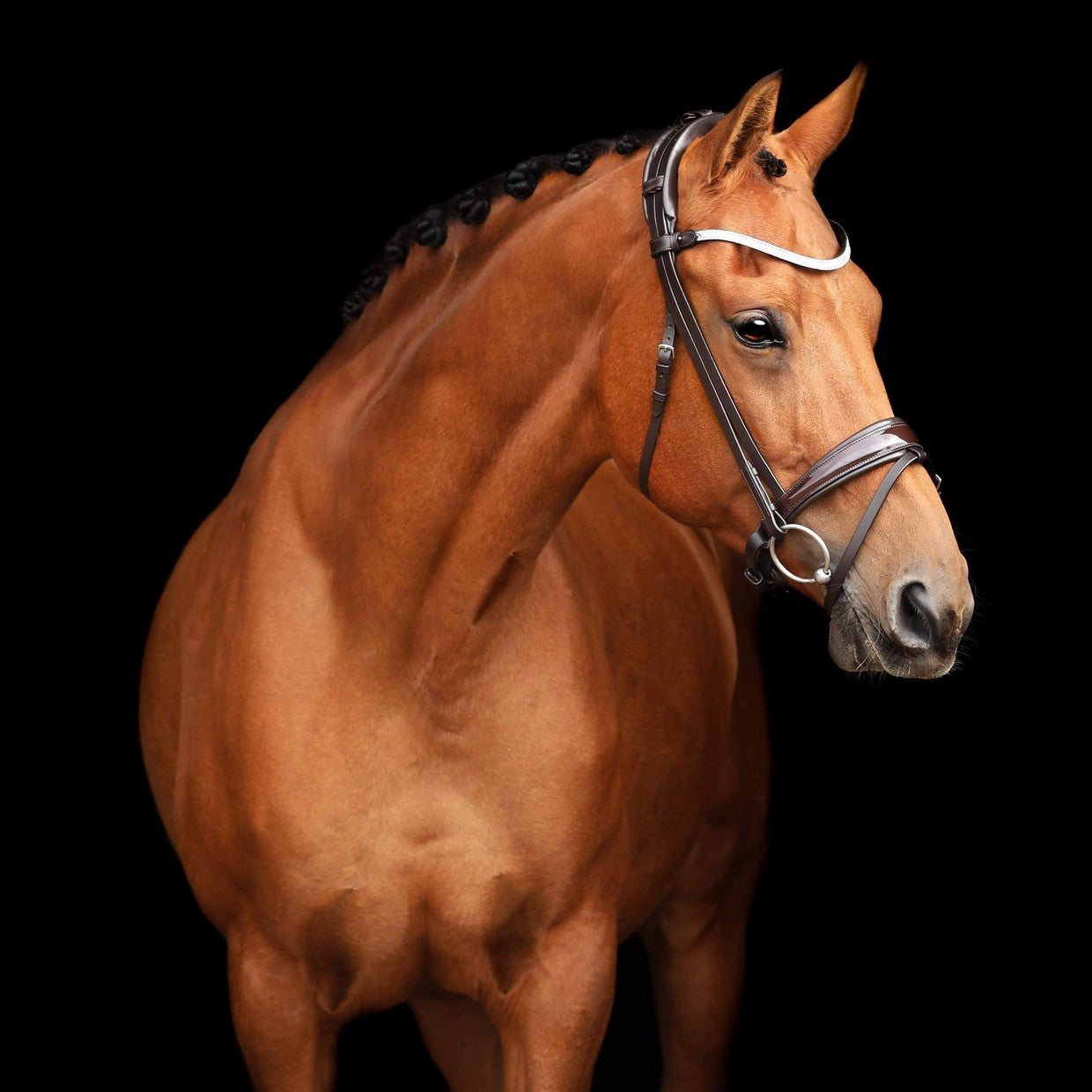 SD Design Bridle Cornetto brown patent