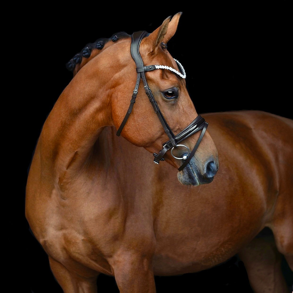 SD Design Bridle Romanov black lacquer