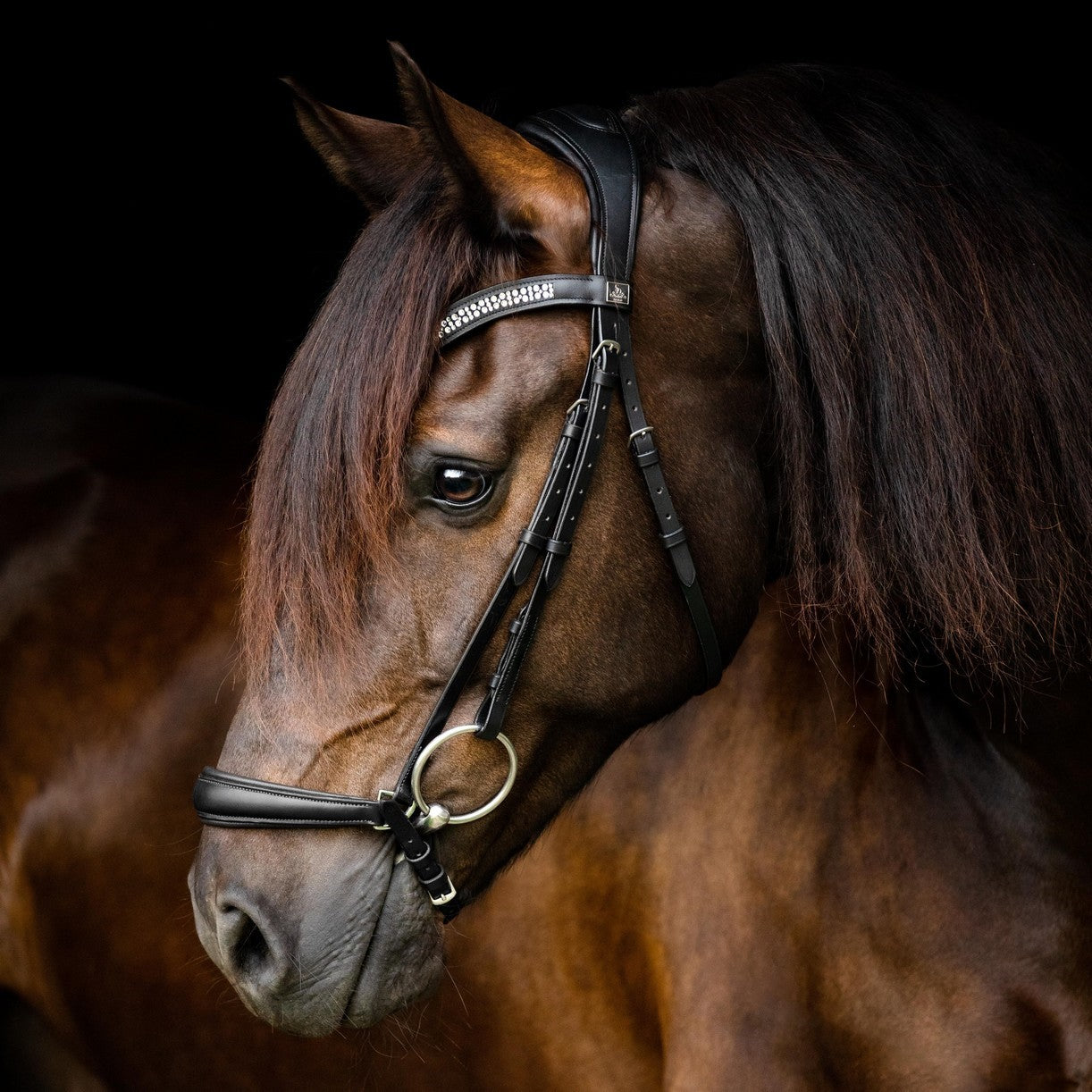 SD Design Hanoverian noseband black