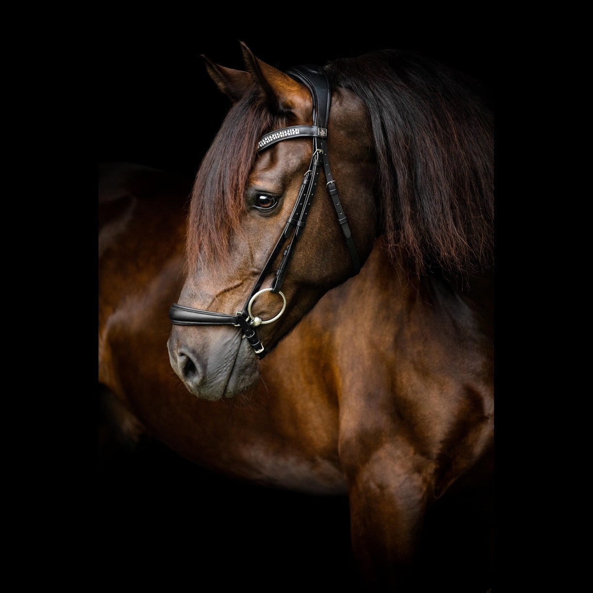 SD Design Hanoverian noseband black