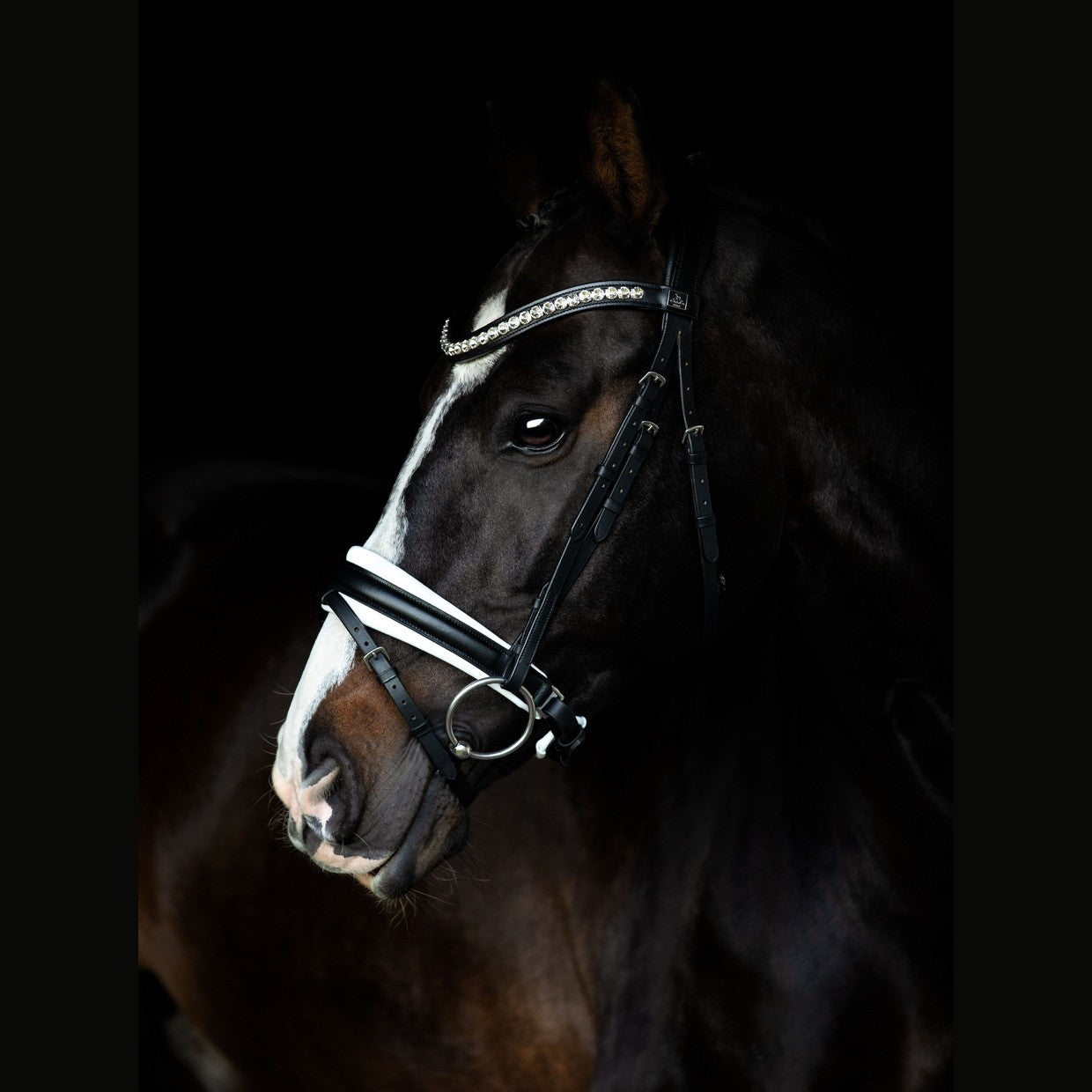 SD Design Bridle Belissimo black and white lined