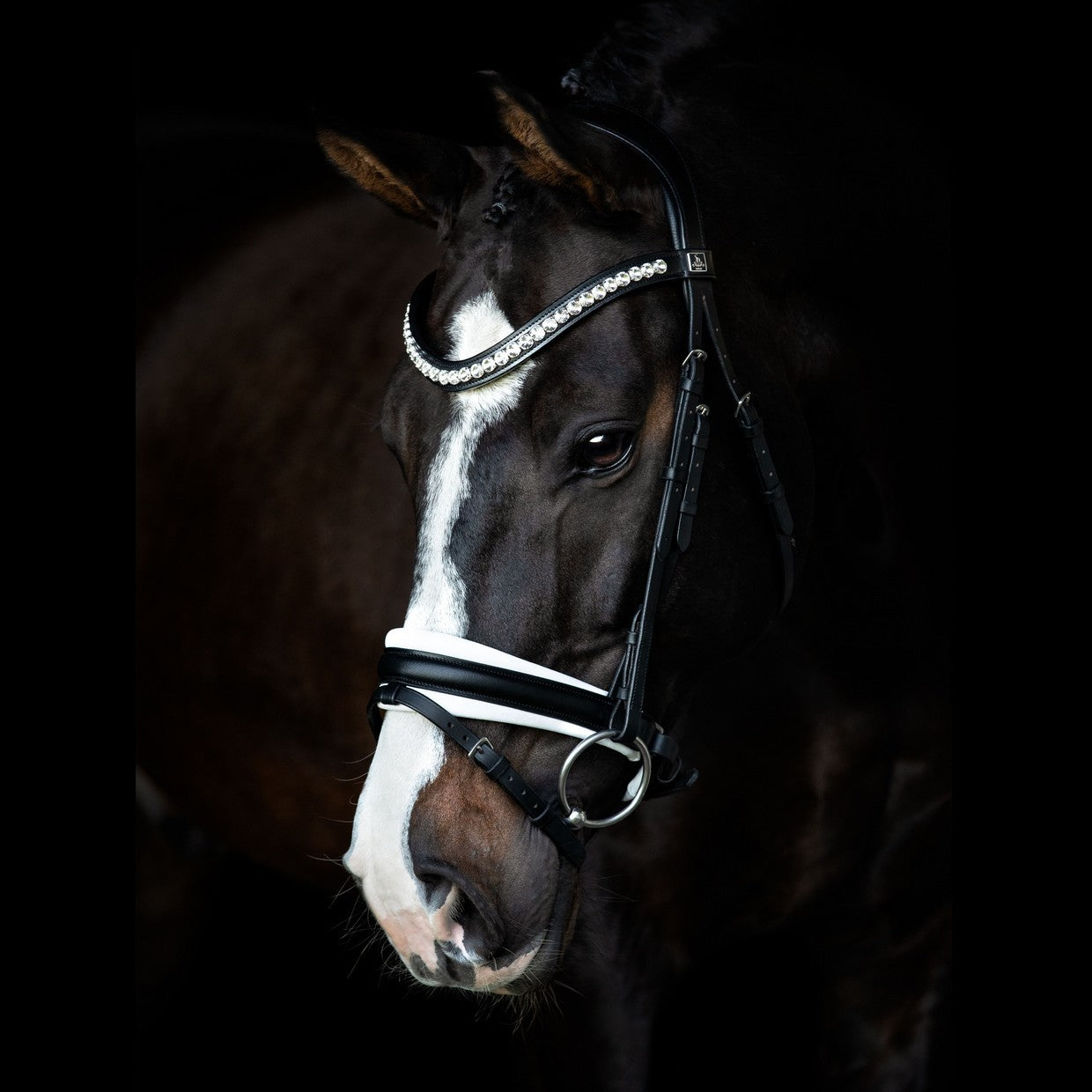 SD Design Bridle Belissimo black and white lined