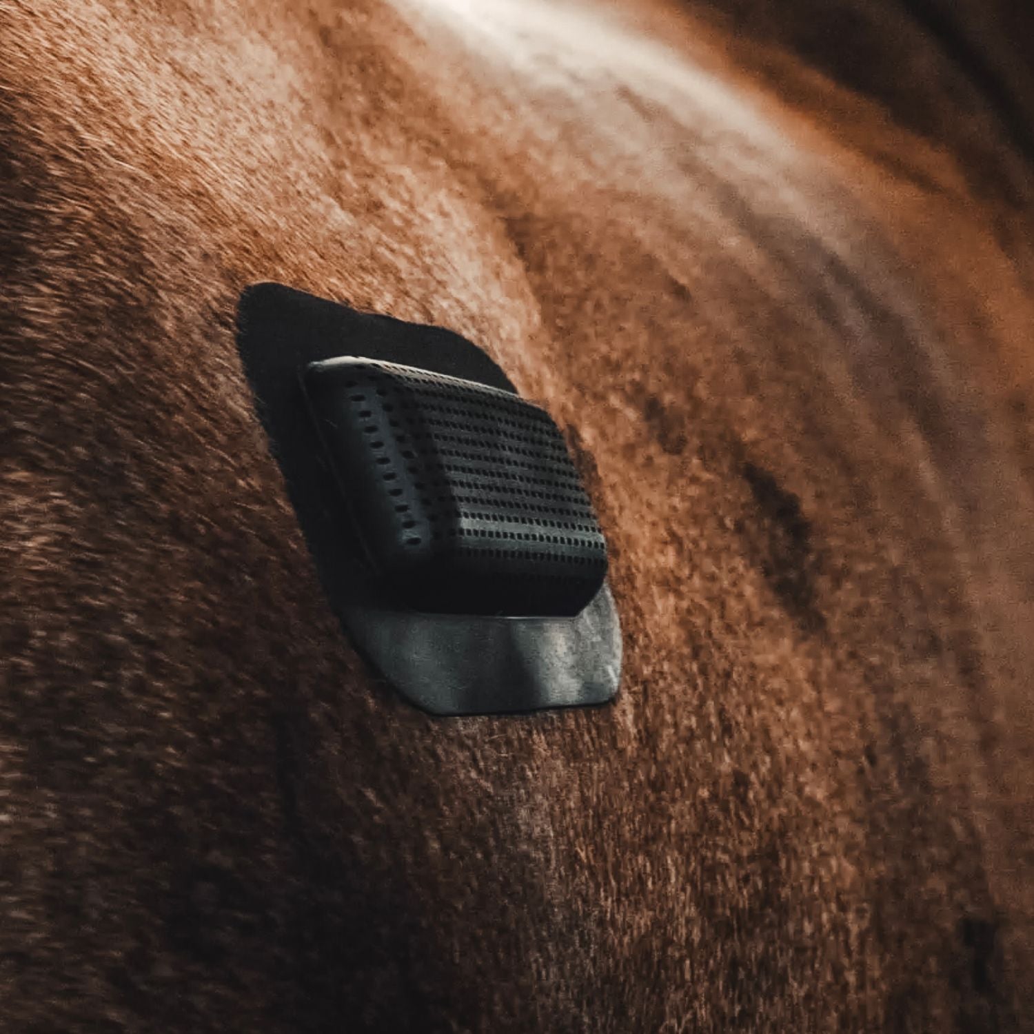Rheva wound protection plaster for horses 5 cm x 7 cm small
