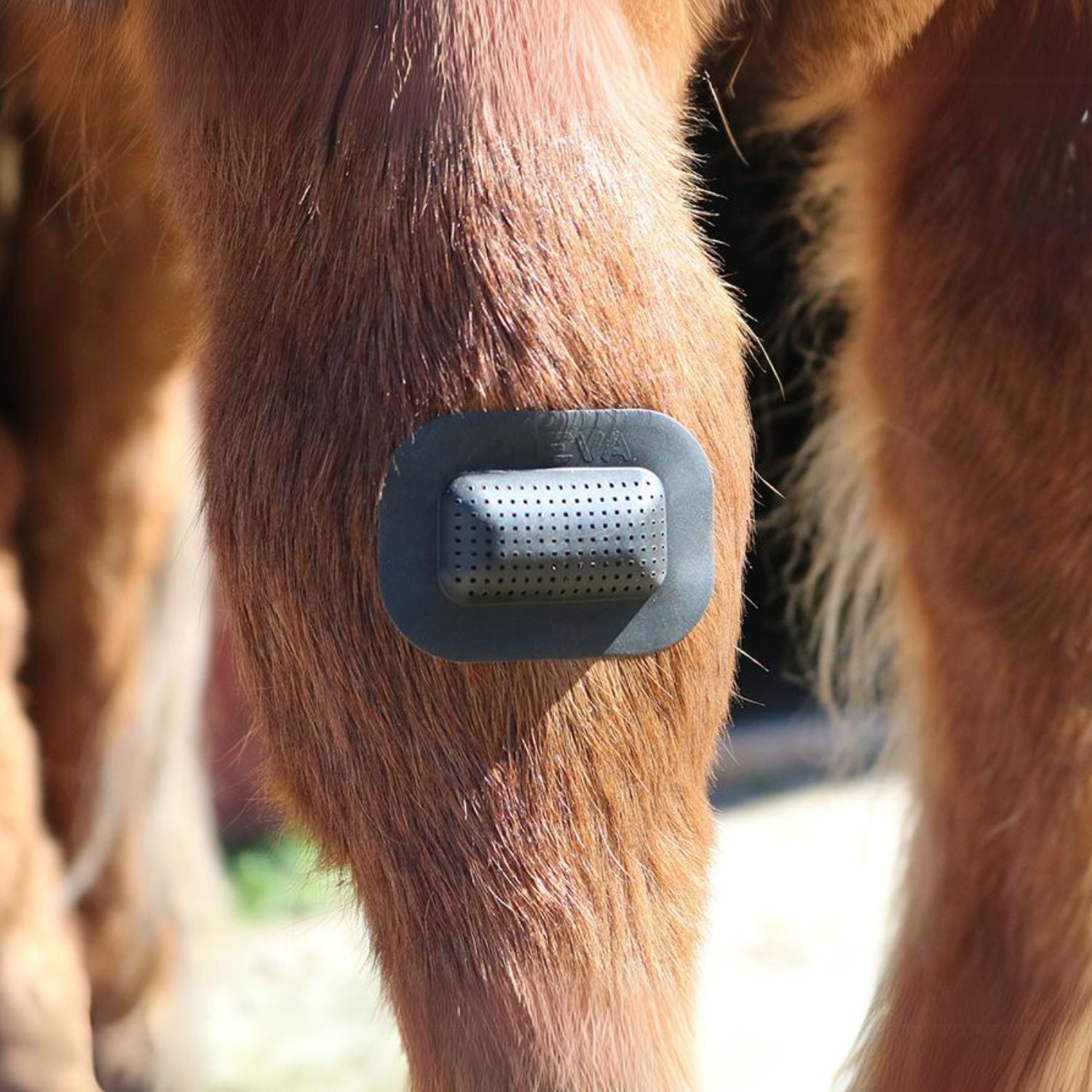 Rheva wound protection plaster for horses 5 cm x 7 cm small