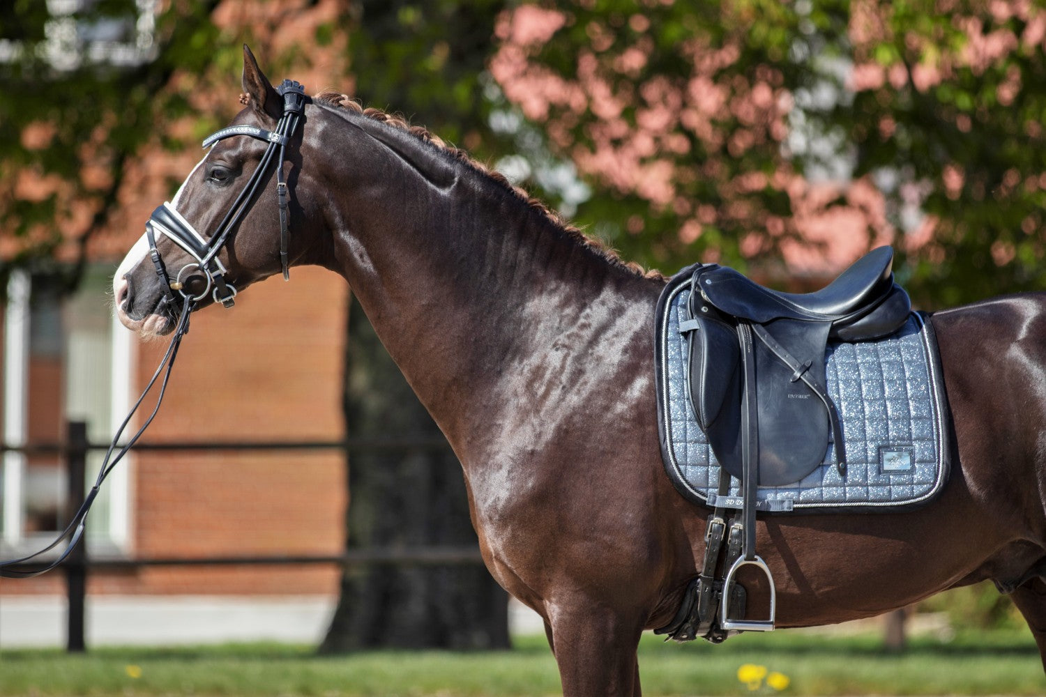 SD Design saddle pad Hollywood Glamorous dark shadow glitz