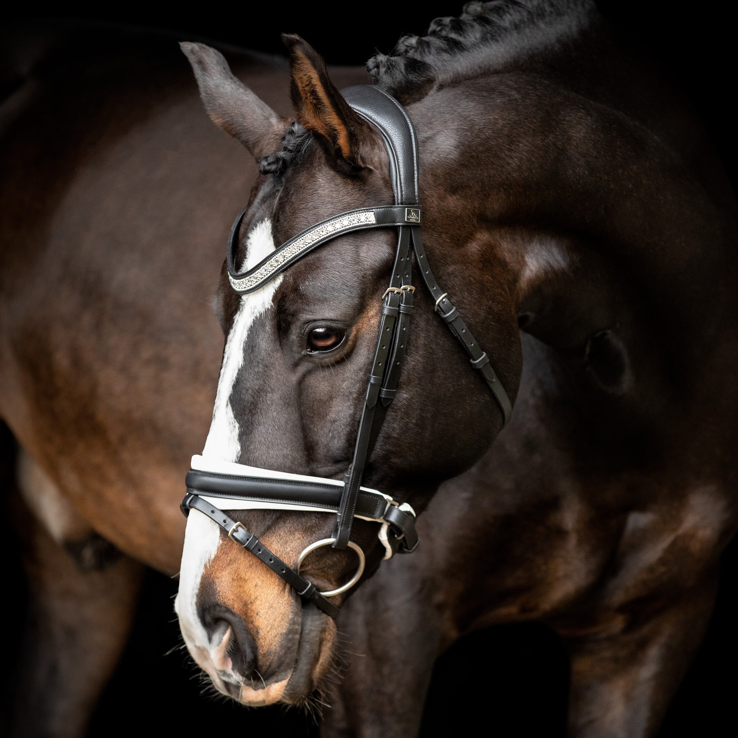 SD Design Bridle Silvano black and white lined