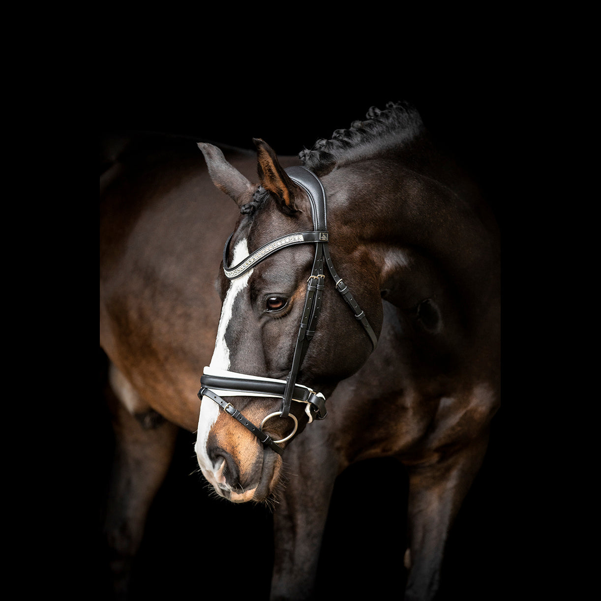 SD Design Bridle Silvano black and white lined
