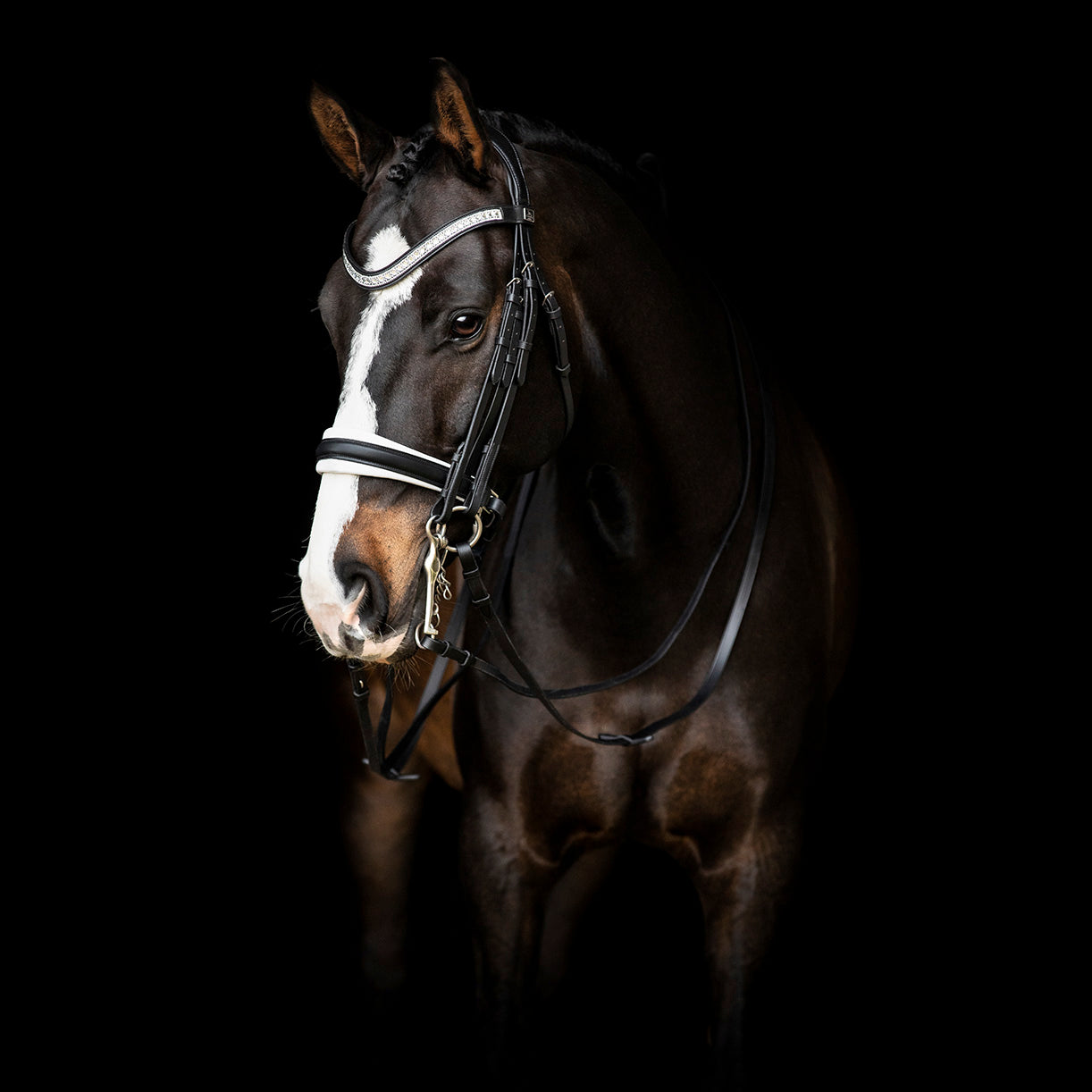 SD Design curb bit Silvano black and white lined