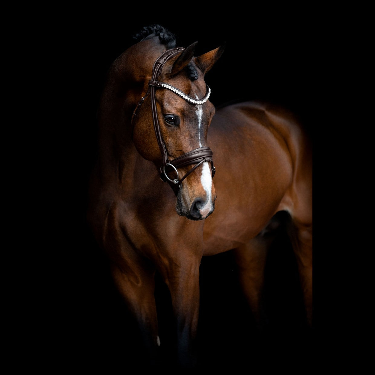 SD Design Bridle Duke de Niro II round stitched brown