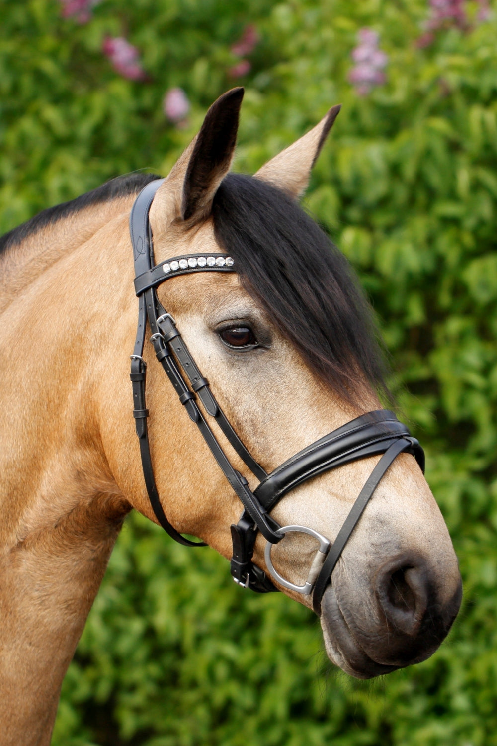 SD Design Bridle Belissimo black