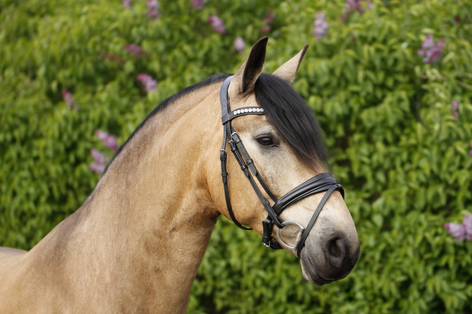 SD Design Bridle Belissimo black