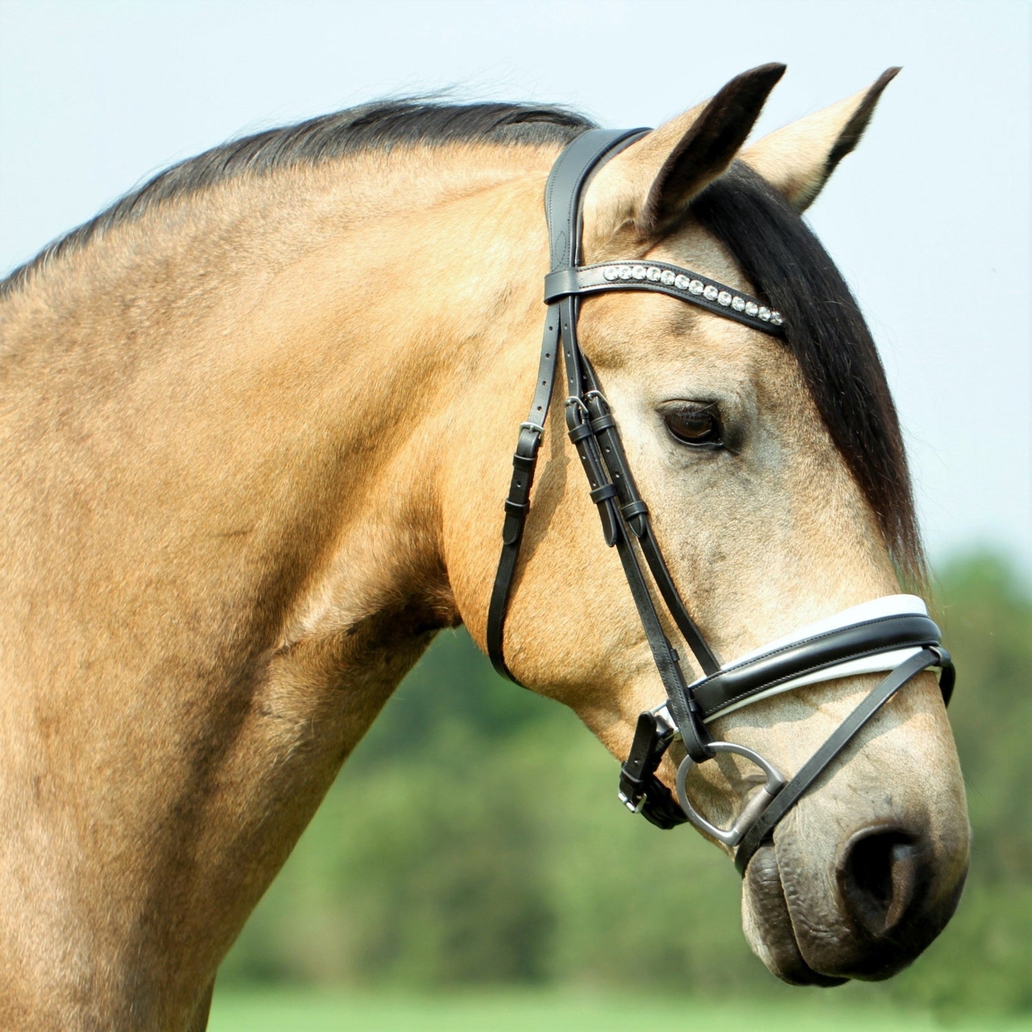 SD Design Bridle Belissimo black and white lined