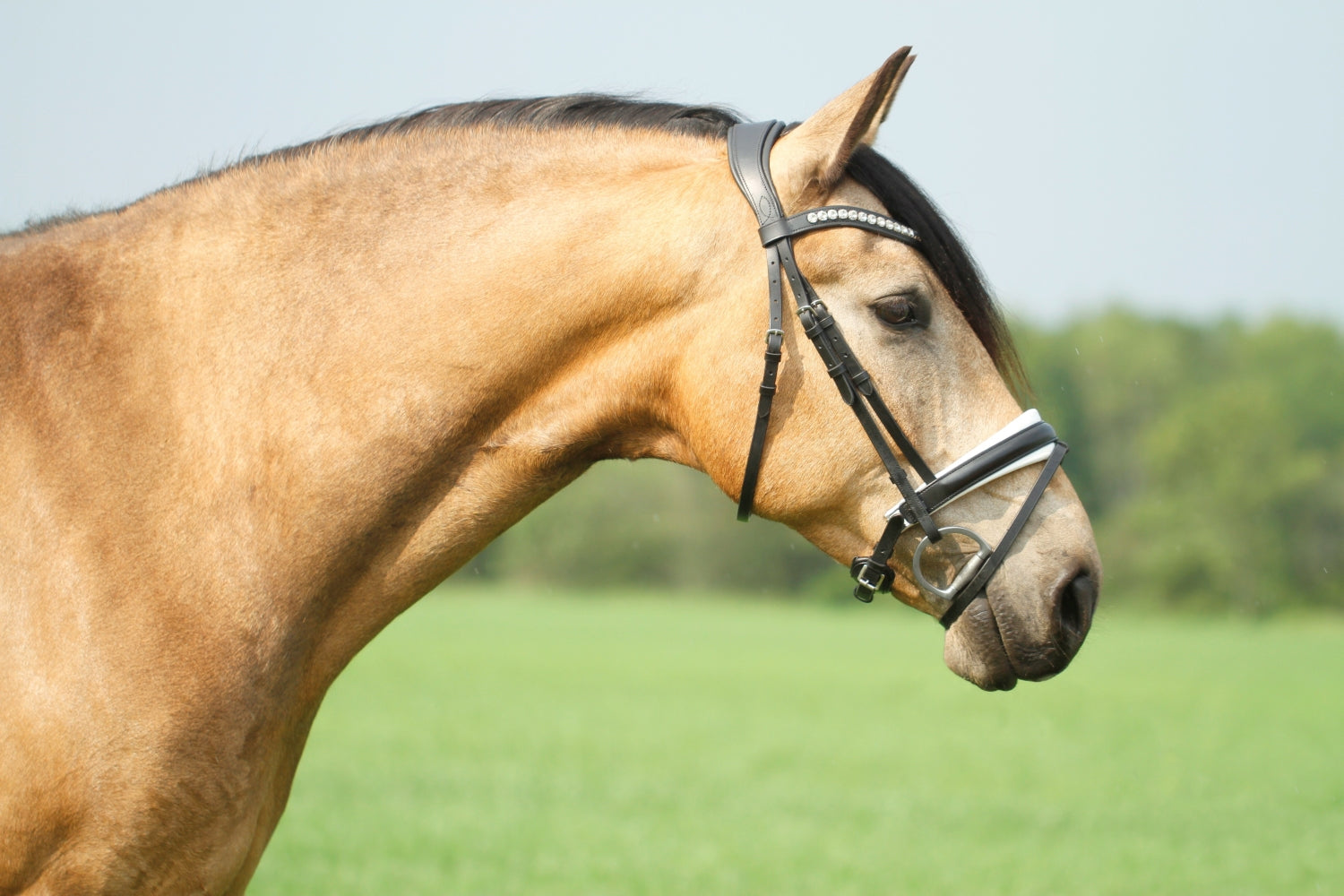 SD Design Bridle Belissimo black and white lined