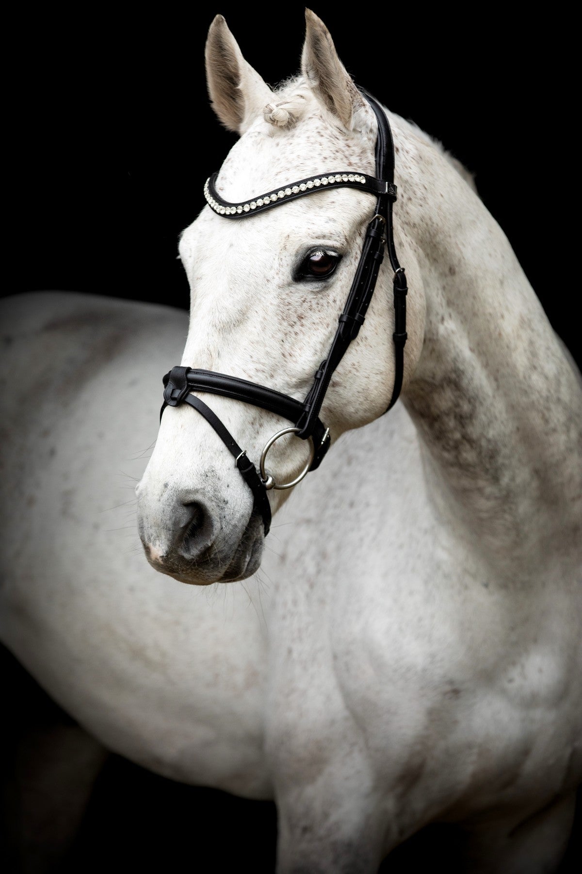 SD Design Bridle Leerox black with removable flash strap