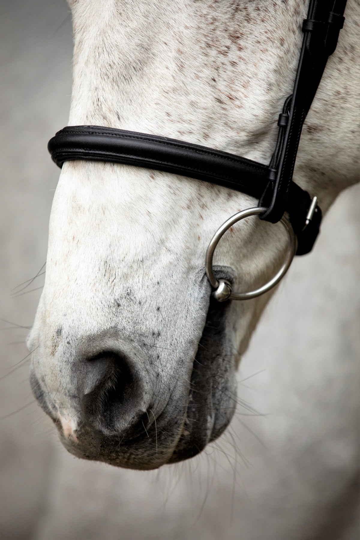 SD Design Bridle Leerox black with removable flash strap