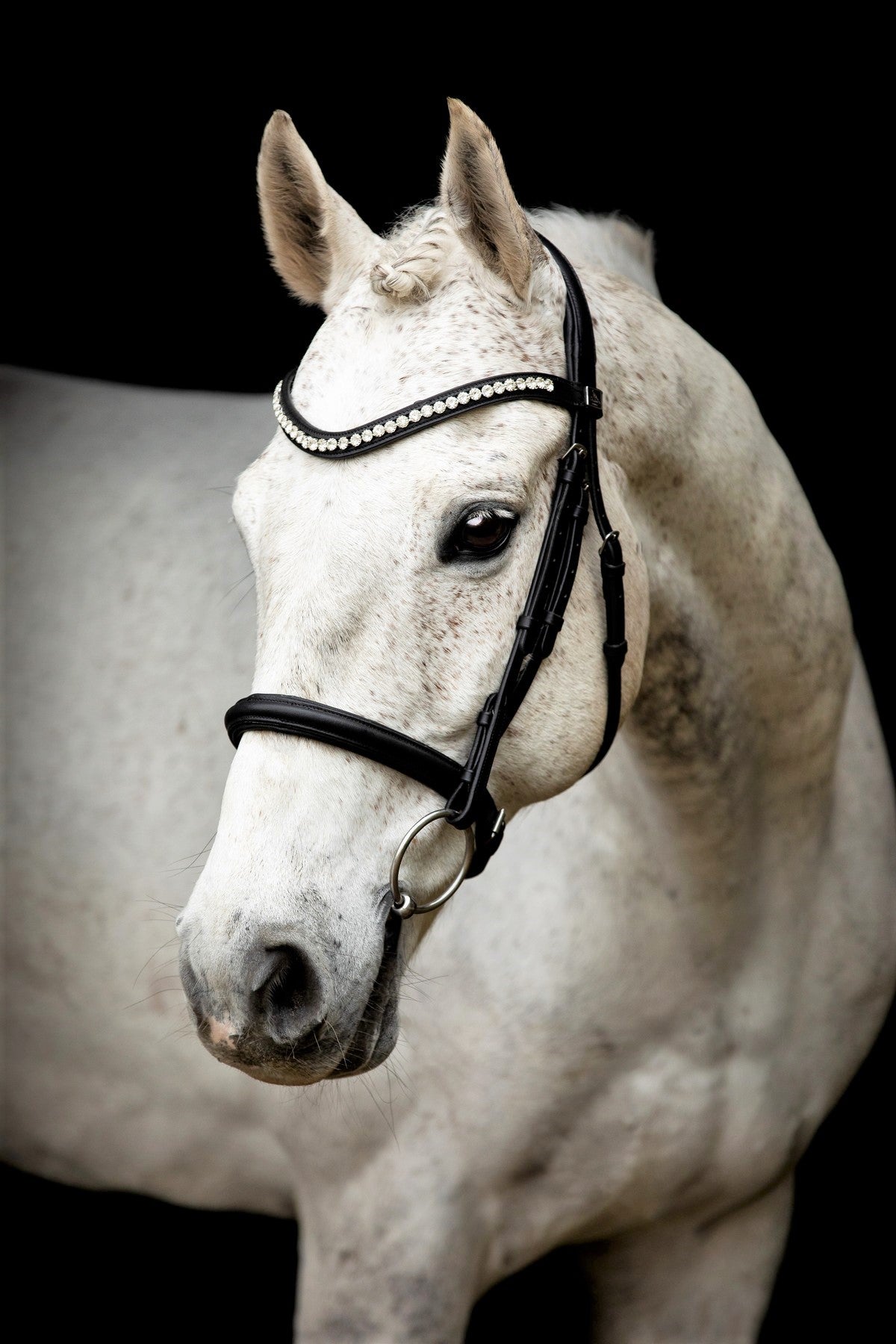 SD Design Bridle Leerox black with removable flash strap