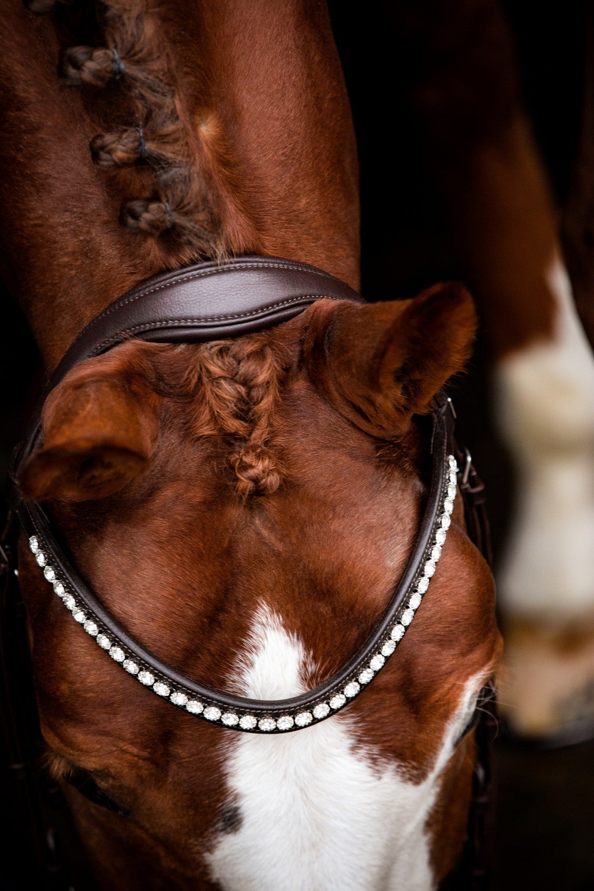 SD Design Bridle Leerox brown with removable flash strap