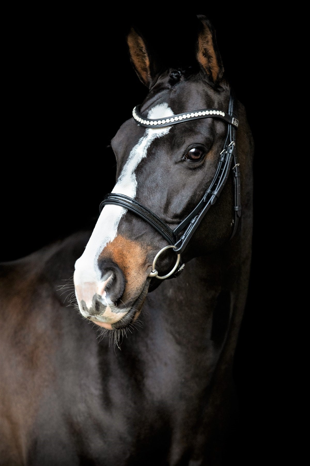 SD Design Bridle Leerox black glitter varnish with removable flash strap