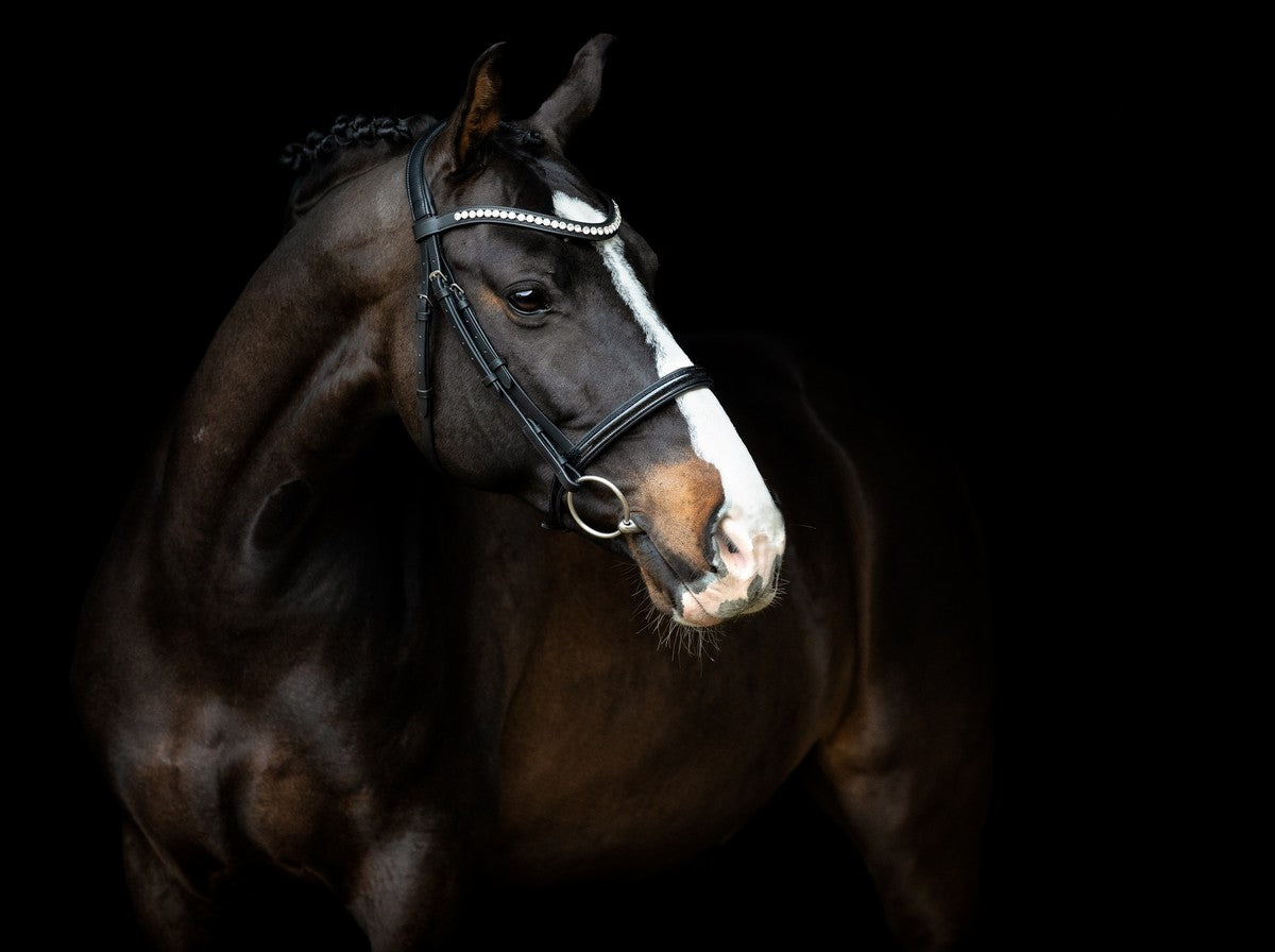 SD Design Bridle Leerox black glitter varnish with removable flash strap