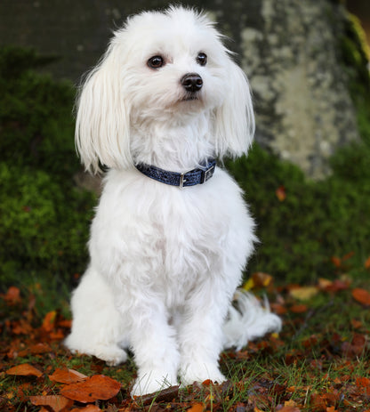 SD Design Hundehalsband Hollywood Glamorous blueberry twinkles