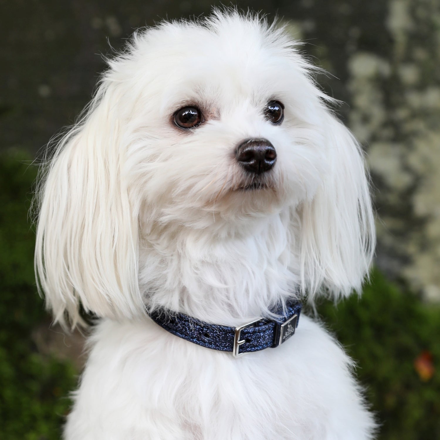 SD Design Hundehalsband Hollywood Glamorous blueberry twinkles